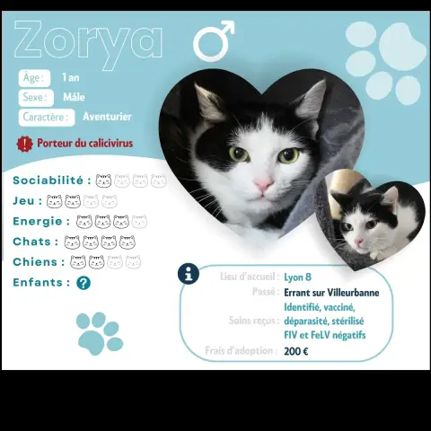 Zorya