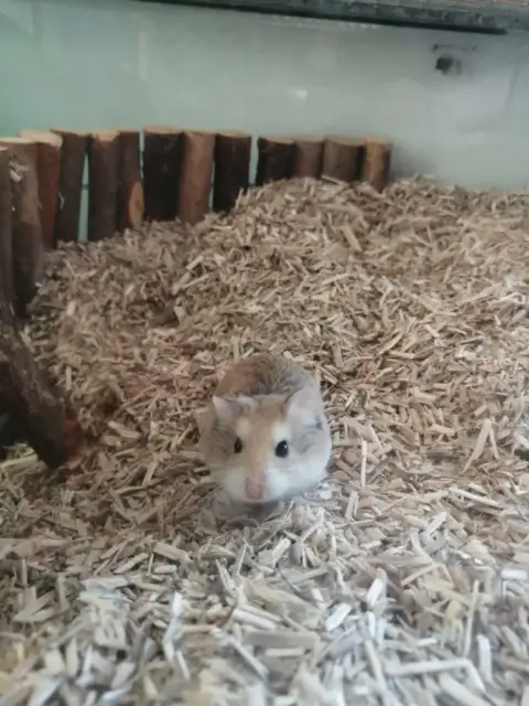 Cookie