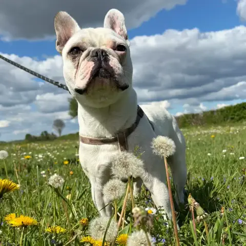 Victor