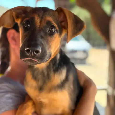 Nova