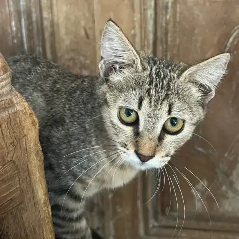 Fifie