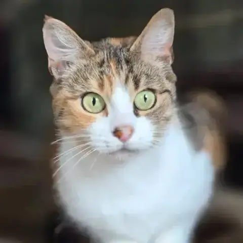 Mimine_2