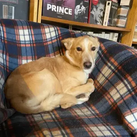 Kiko