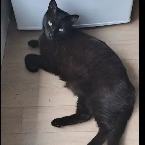 Shadow