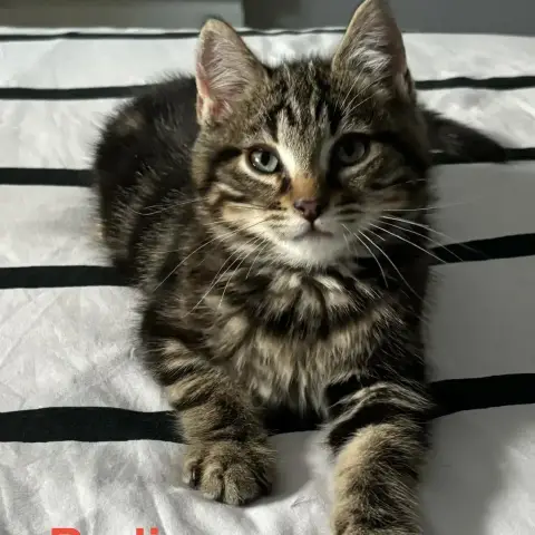 Berlioz