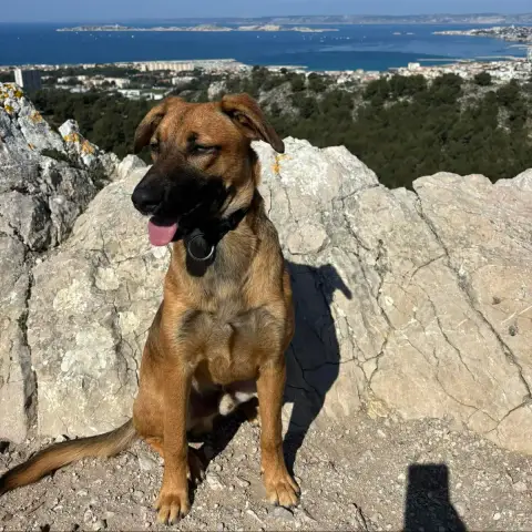 Beethoven photo 2