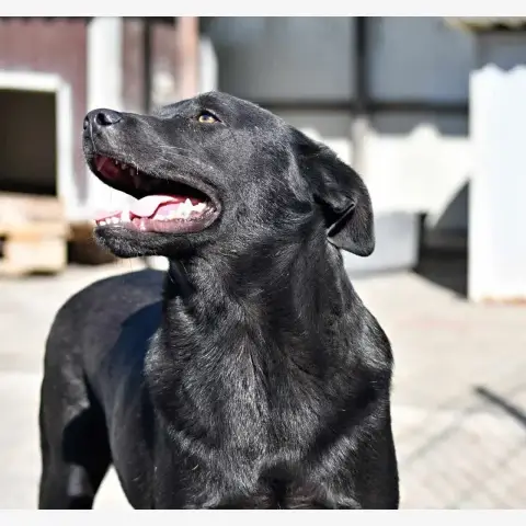 Rasko photo 2