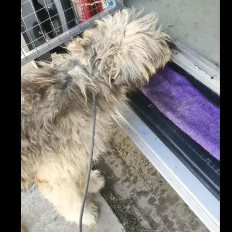 Olaf