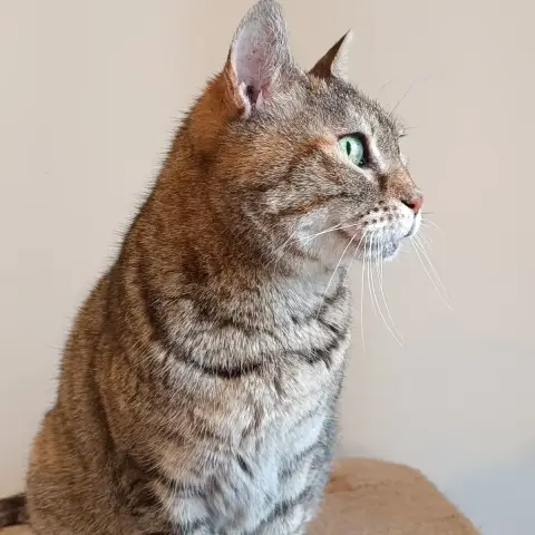 Noisette