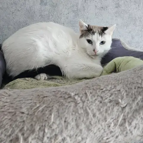 Sophie photo 3