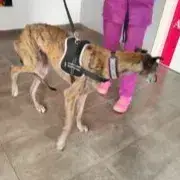 Zina