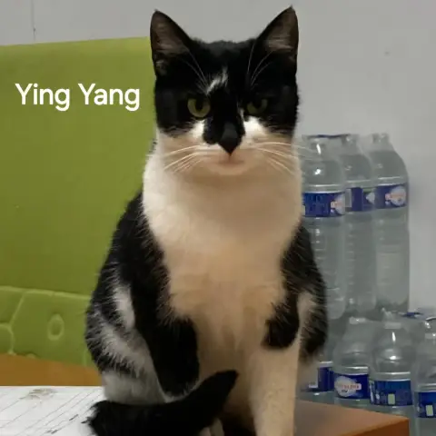 Ying Yang