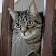 Simba photo 3