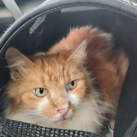 Caramel