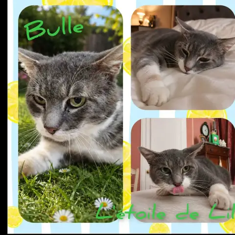 Bulle
