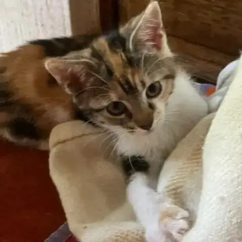 Sirène