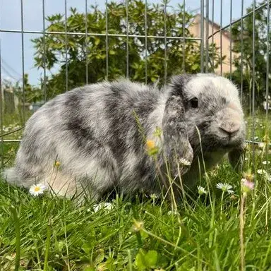 Tyson photo 3