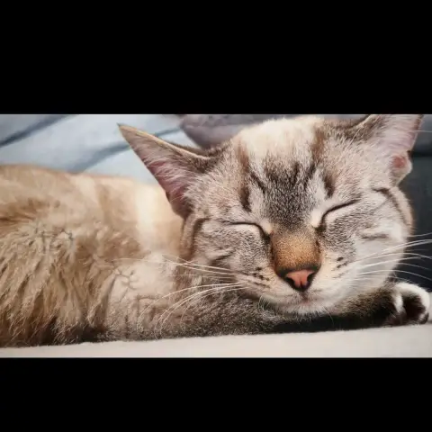 Milo photo 2