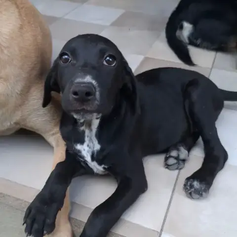 Néra