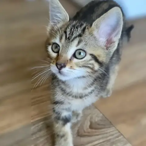 Néo