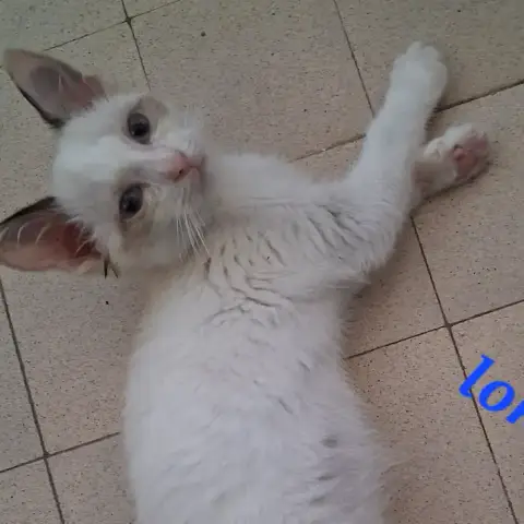 Loki