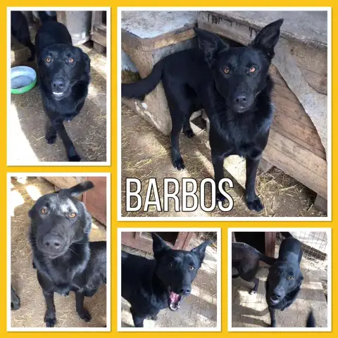 Barbos