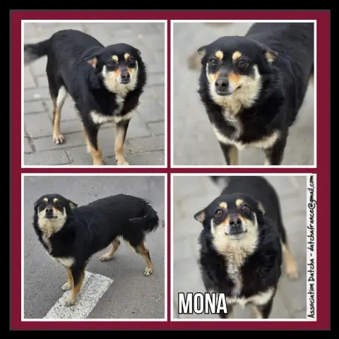 Mona