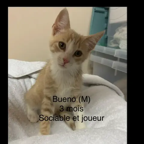 Bueno