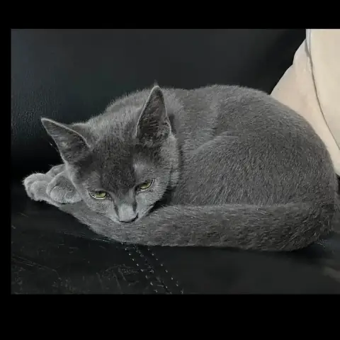 Gribouille photo 2