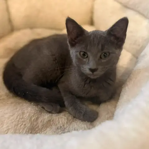 Hai