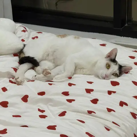 Lily photo 2