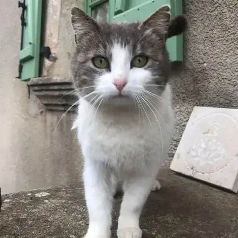 Perle