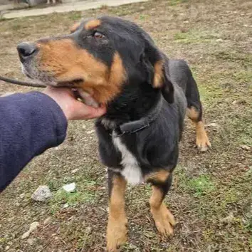 Pip