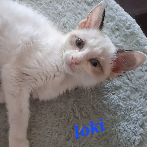 Loki photo 2