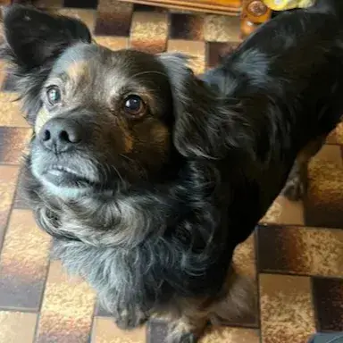 Pongo