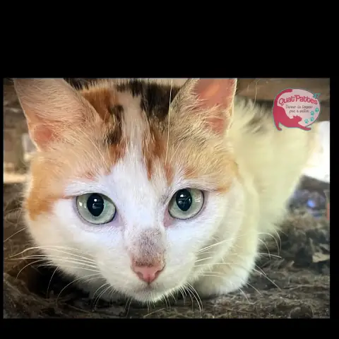 Vénus photo 2