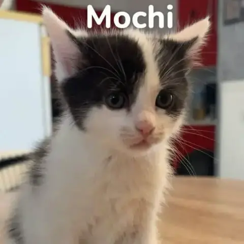 Mochi