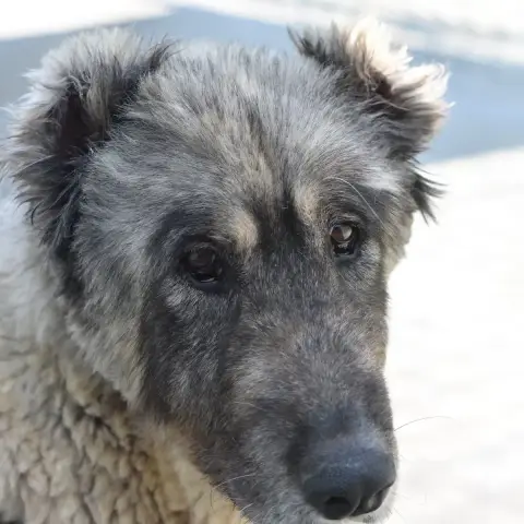 Freyja photo 2