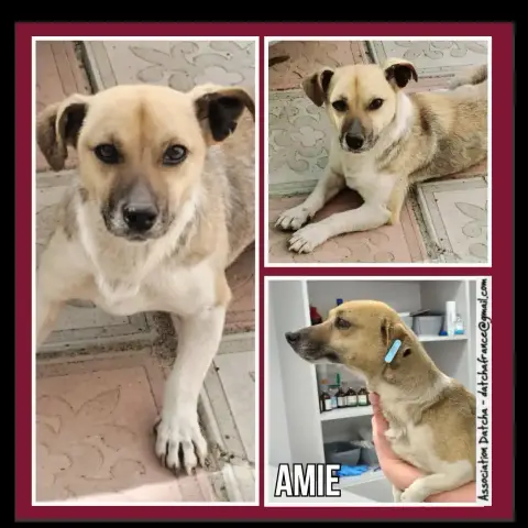 Amie