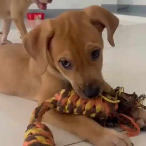 Biscuit