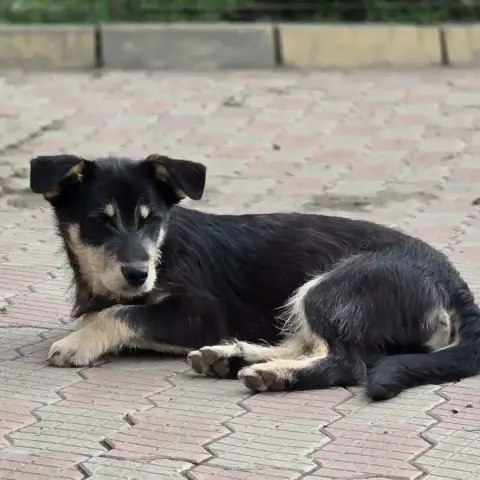 Zorro photo 3