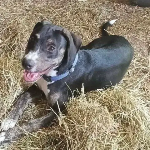 Darwin