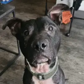 Paco