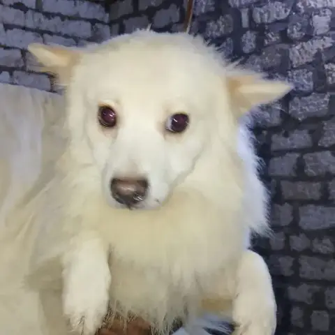 Buddy