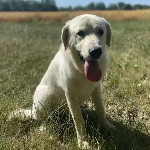 Olaf
