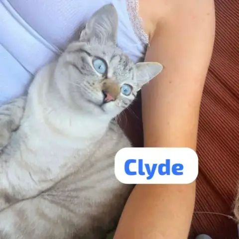 Clyde