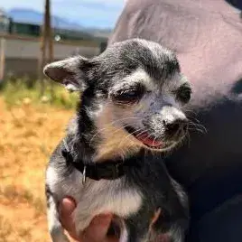 Adopter Nikita