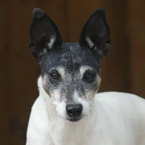 Pépita