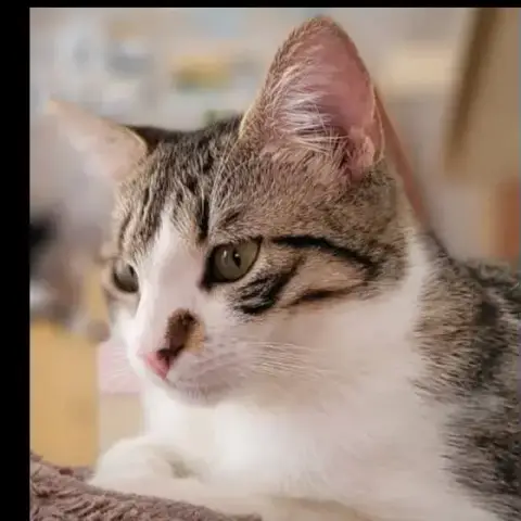 Ylla photo 3