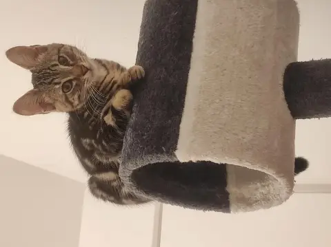 Kitty photo 2